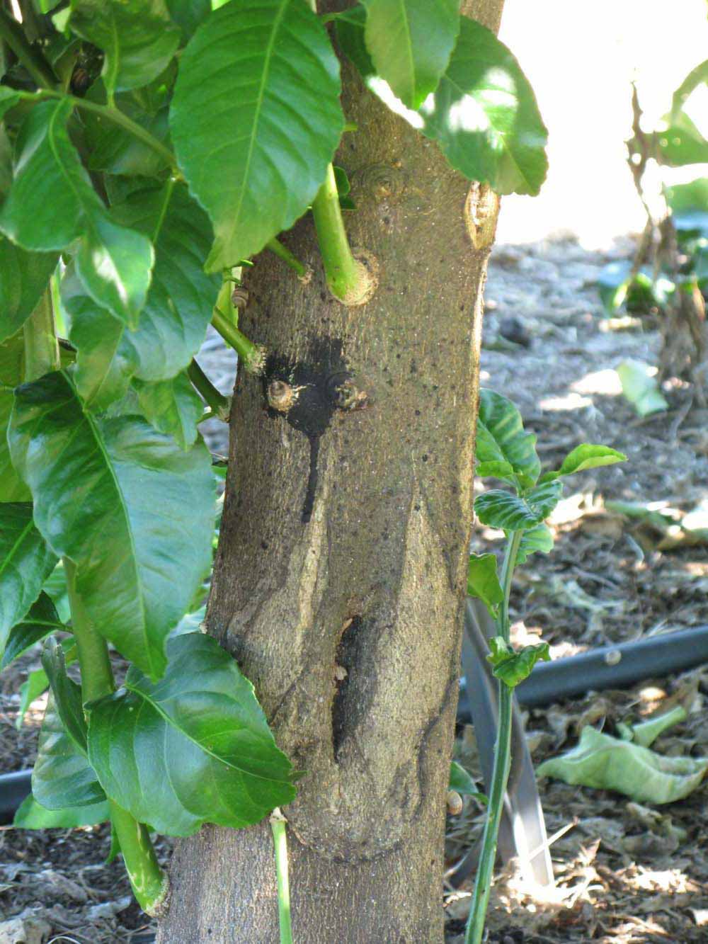            Bark (Winter Haven, FL)   